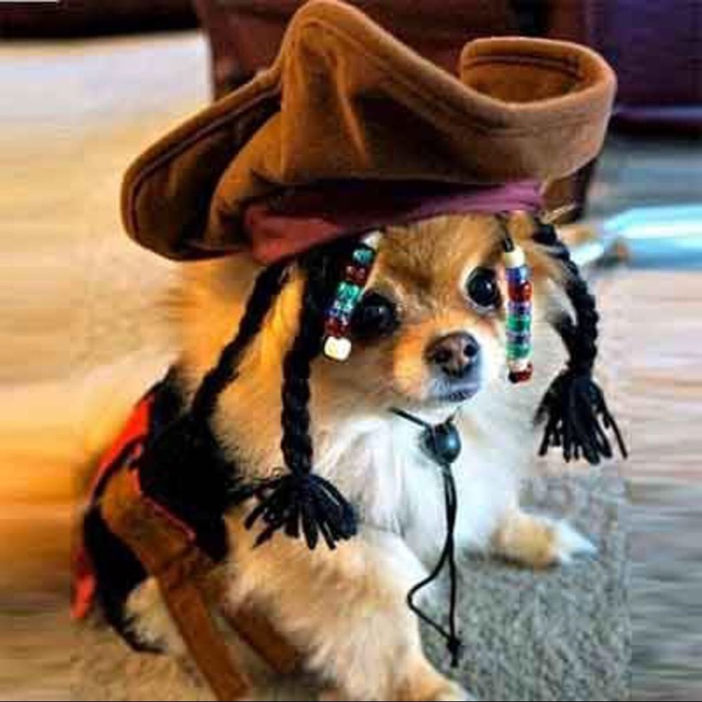Pirates of the Caribbean Jack Sparrow Dog Costume